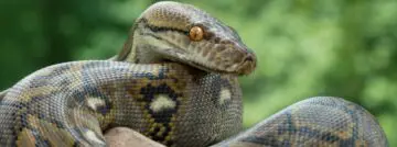 python