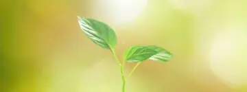 ecotips growth