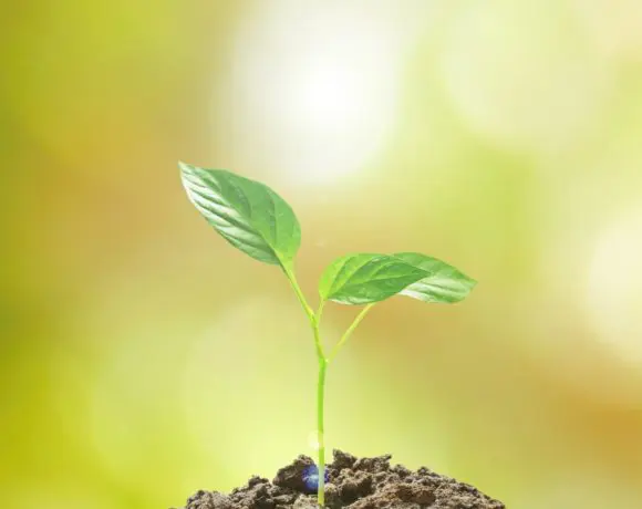ecotips growth