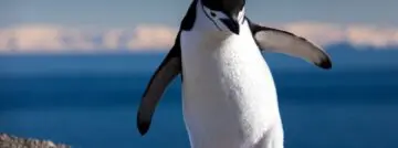 linux