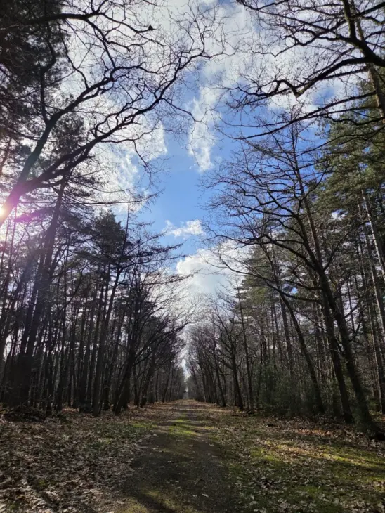 forest_3