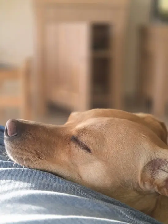dog_zoom