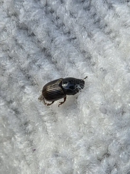 macro
