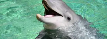 dolfijn