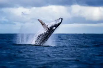AI watches over whales with Whalecast