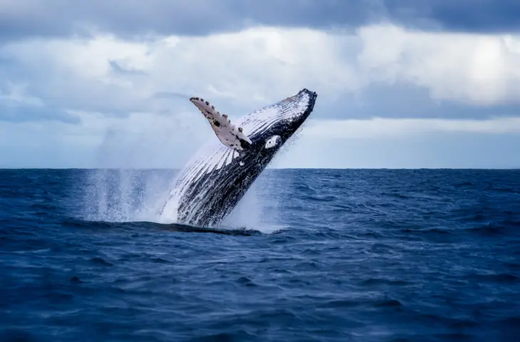 AI watches over whales with Whalecast