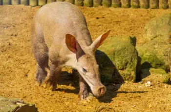 OpenAI Introduces Aardvark to Detect Vulnerabilities