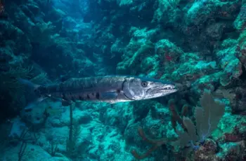 Barracuda Integrates AI Assistant into Cybersecurity Platform