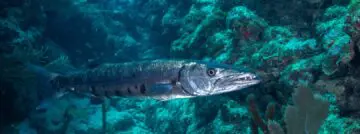 Barracuda Integrates AI Assistant into Cybersecurity Platform