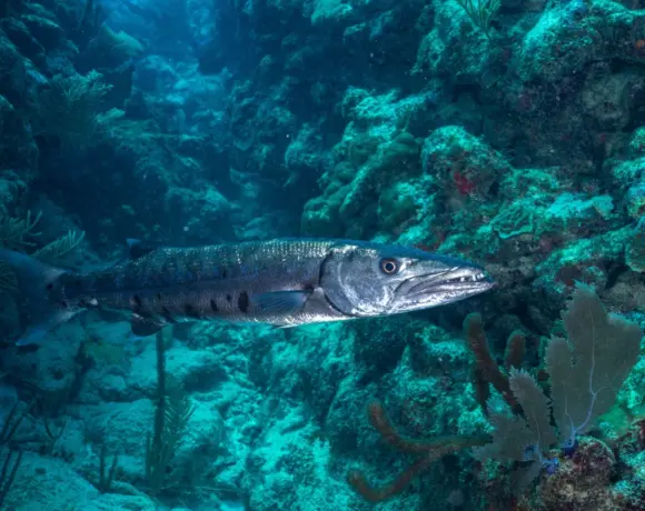 Barracuda Integrates AI Assistant into Cybersecurity Platform