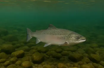 Norwegian supercomputer Olivia heats local salmon farms with residual heat