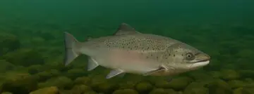 Norwegian supercomputer Olivia heats local salmon farms with residual heat