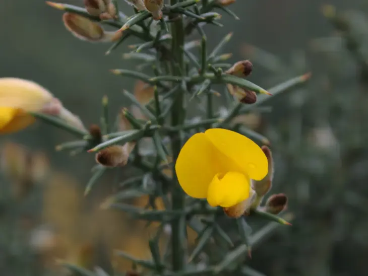 Oppo Find X9 Pro Macro 1 Oppo Find X9 Pro Macro 1