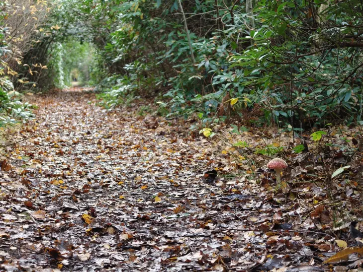 Zoom (3X) Oppo Find X9 Pro Paddo Full Res 3X