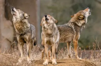 Arctic Wolf brings ‘superintelligence’ to cybersecurity