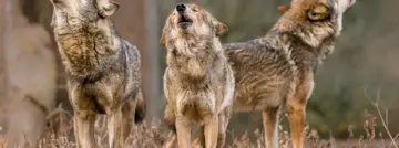 Arctic Wolf brings ‘superintelligence’ to cybersecurity
