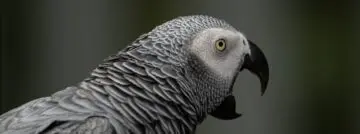 AI parrots: convincing but also reliable?
