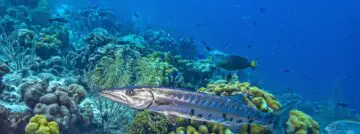 barracuda
