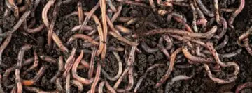 worm