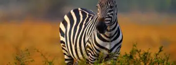 zebra