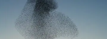 swarm