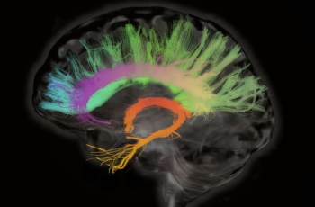 Cranium bears Cingulum: connect and protect with extra attention to regulation