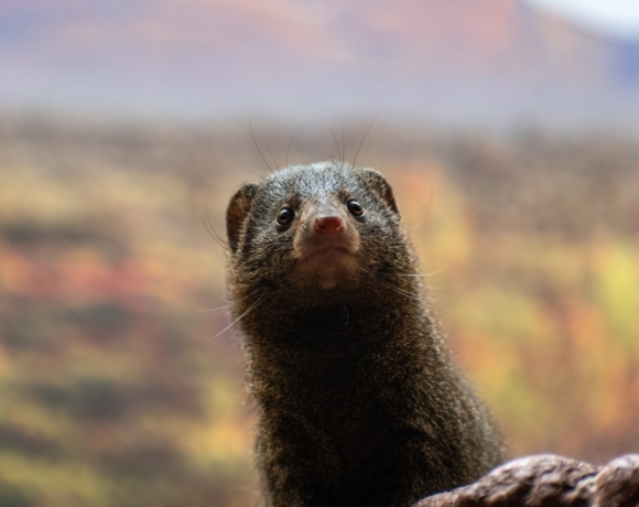 Close,Up,Of,A,Cute,Mongoose,In,A,Zoo