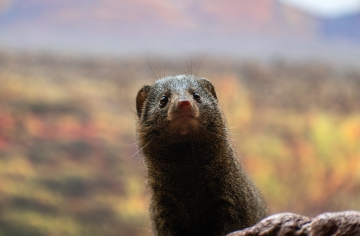 Close,Up,Of,A,Cute,Mongoose,In,A,Zoo