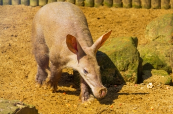 OpenAI Introduces Aardvark to Detect Vulnerabilities